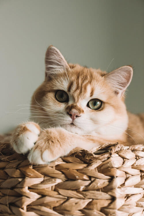 cách chữa giảm bạch cầu ở mèo