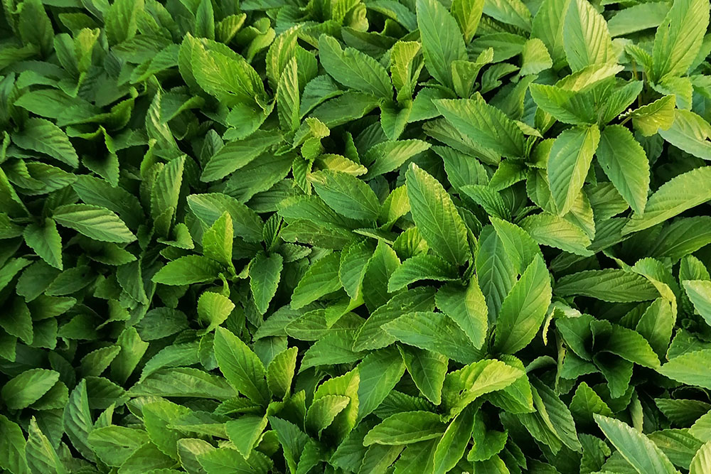 xăm xong nên ăn gì, xăm hình xong nên ăn những gì